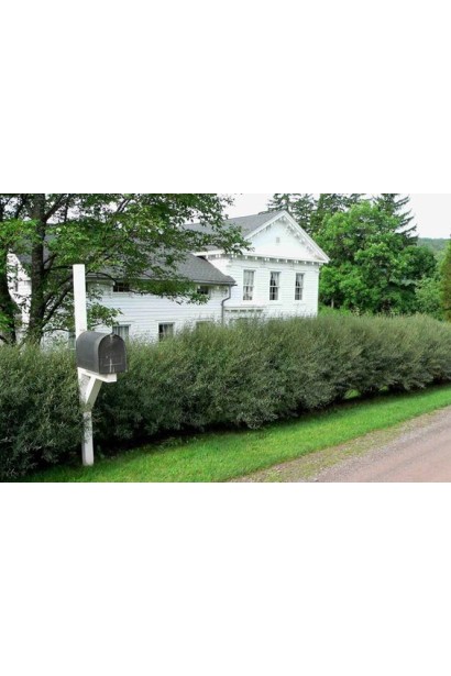 Ива пурпурная